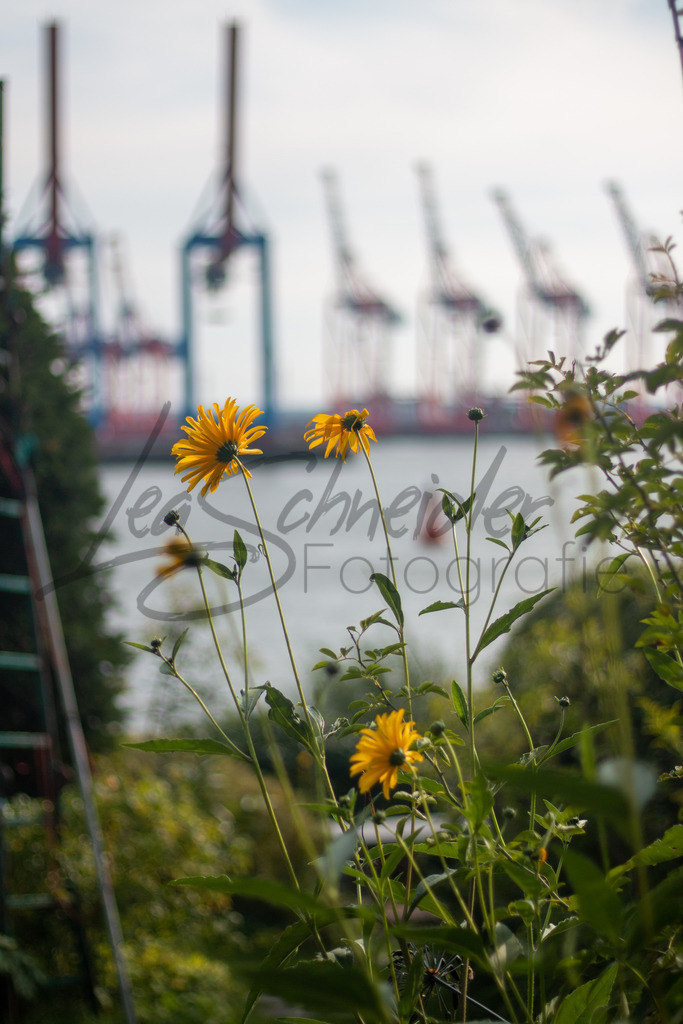 Städte 4 | Blumen am Hamburger Hafen. - Realisiert mit Pictrs.com