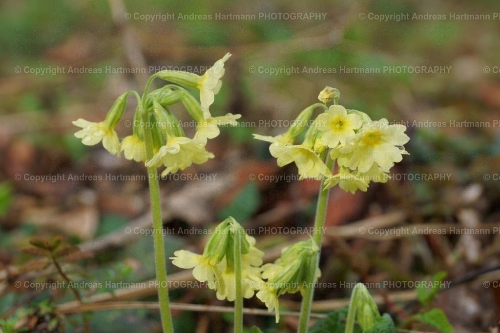 Schlüsselblume | Schlüsselblume - Realisiert mit Pictrs.com