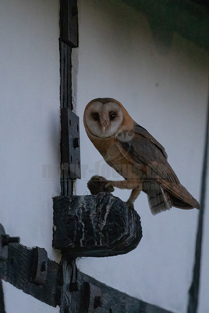 R6NF3247_20240626 | Die Schleiereule ist eine helle, langbeinige Eule ohne Federohren. Charakteristisch für die Schleiereule ist der herzförmige Gesichtsschleier und die relativ kleinen schwarzen Augen. Ihre Unterseite ist weiß bis gelbbraun mit Tropfenflecken, der Schnabel weißrosa, gelblich bis grauweiß. - Realisiert mit Pictrs.com