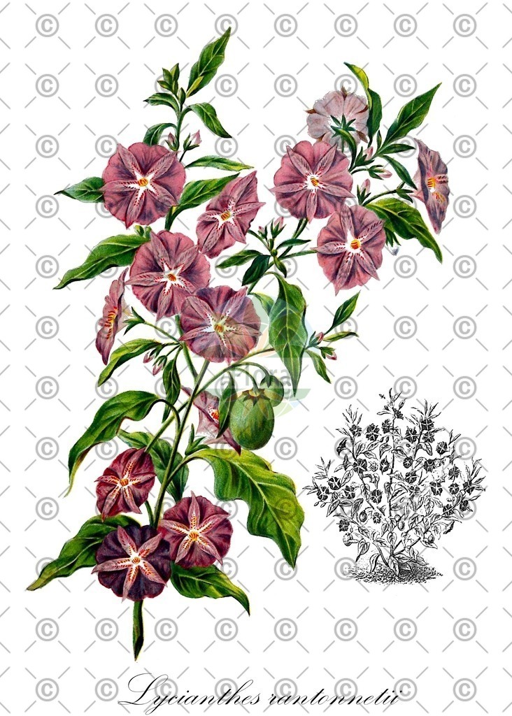 HistAbb_EMP_100548_SRC_Schlechtendal_FLORAD_SIMPLE | Historische Abbildung von Lycianthes rantonnetii - Solanaceae | Historical Illustration of Lycianthes rantonnetii - Solanaceae