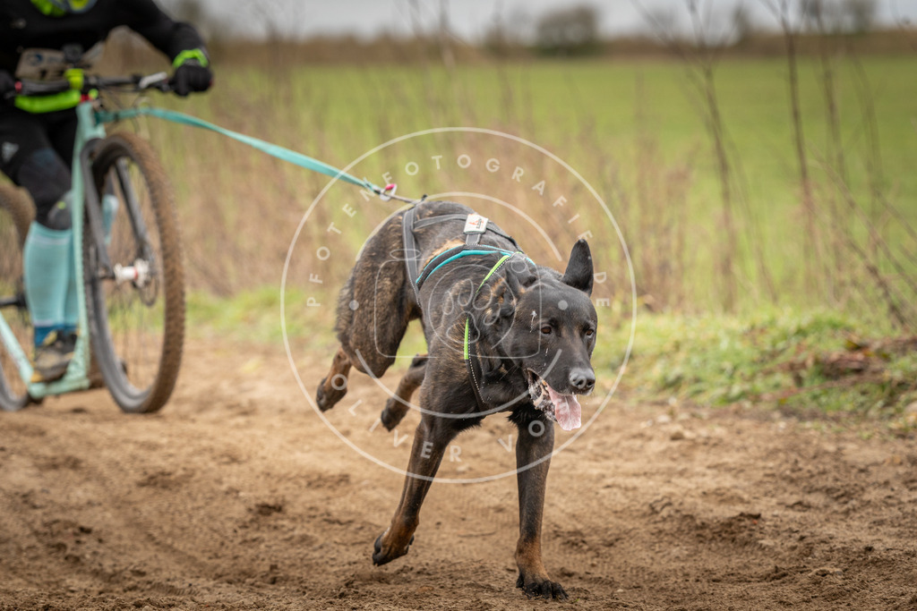 DV3A1358 | Hundefotografie, Tierfotograf, Pfotenfotografie, Fotoshooting Hund, Hunde Portrait, Hundesport, Hundeportraits, Heideshooting, Hunde, Sportfotograf, Hundefotograf, Turnierhundsport, THS,  - Realisiert mit Pictrs.com