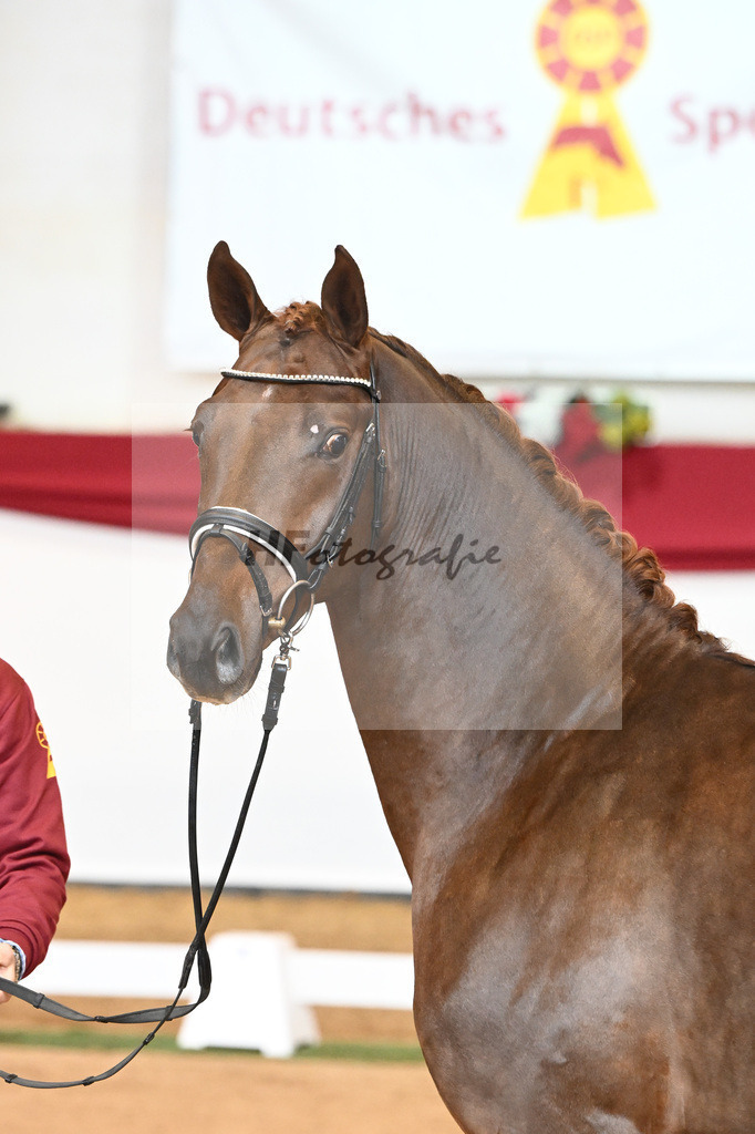 Kat-Nr. 63 Fidertanz x Romanov Blue Hors_La Rue_43230634 | hf-fotografie - Realisiert mit Pictrs.com