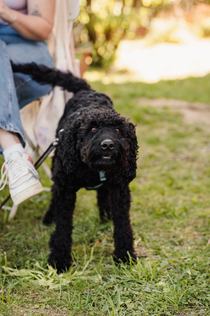 20260426-153 | MuT (Mensch und Tier) mit Mona - Fotografie und Tierkommunikation - Realisiert mit Pictrs.com