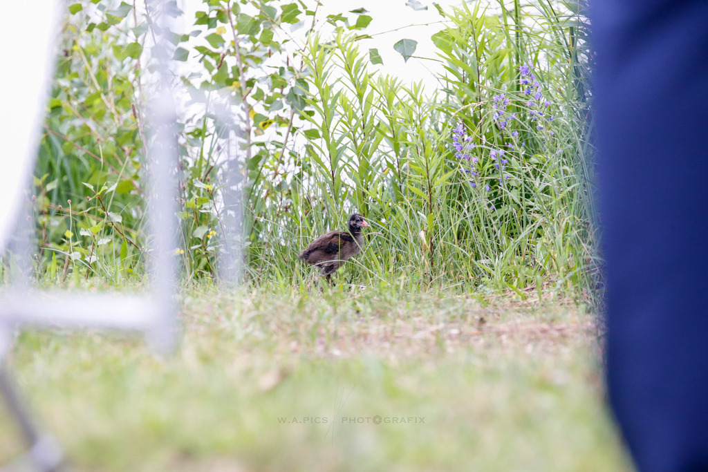 ..... | LINZ,AUSTRIA, 23.06.24, ÖGK Frauenlauf Linz  , Image shows: Photo: WAPICS / Andreas Willdoner