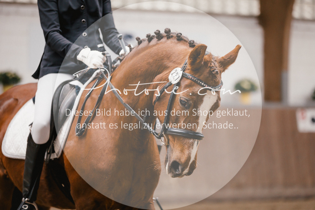 3I6A6697 | Stimmungsvolle Portraits und Reitsportfotografie im Ruhrgebiet und im Münsterland.

Pferdefotografie, Hundefotografie, Tierfotografie, Reportagen, Portraits von Tier und Mensch, Turnierfotografie in Bochum, Recklinghausen, Marl, Haltern am See, Dülmen.. - Realisiert mit Pictrs.com