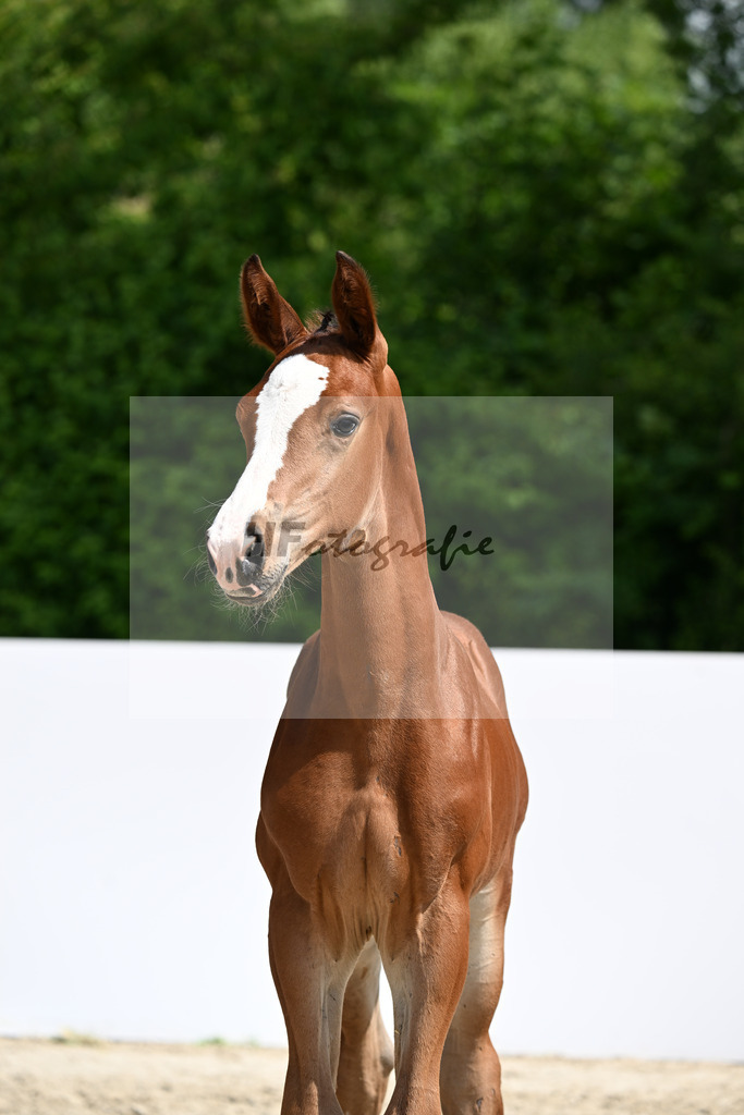 Emerald v h Ruytershof x Epleaser vant Heike_HF_Koenig_13250672 | hf-fotografie - Realizzato con Pictrs.com