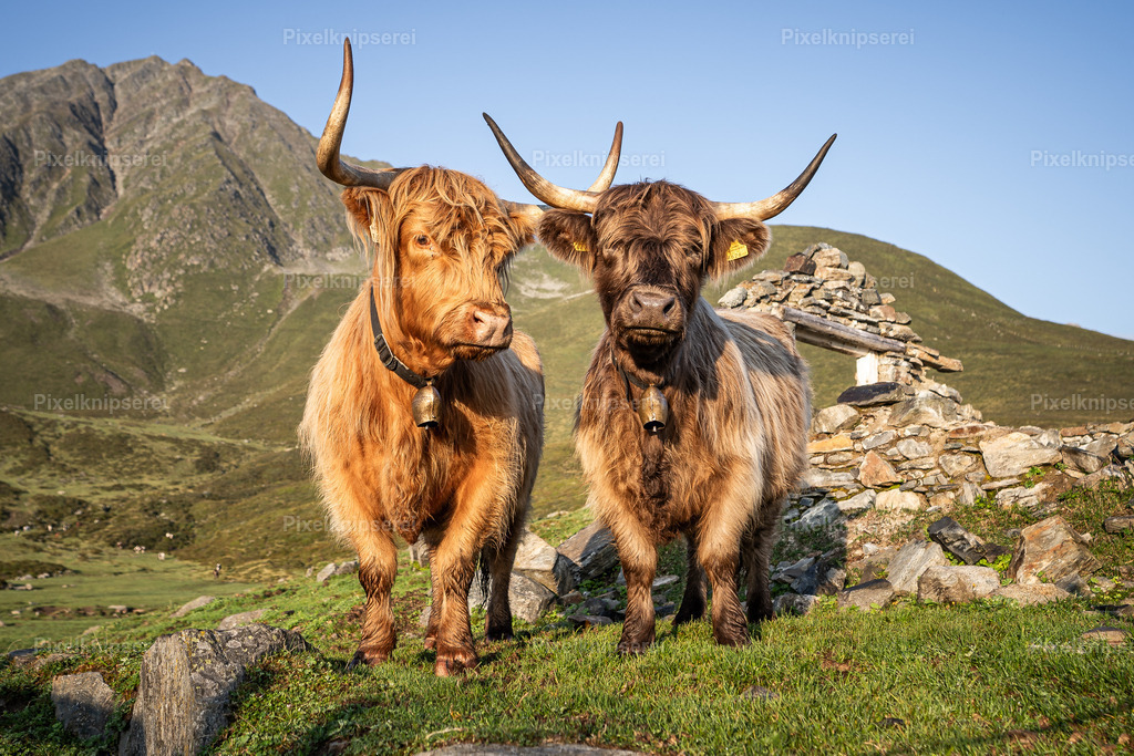 Hochlandrinder | Fotograf Tirol Imst Pixelknipserei - Realisiert mit Pictrs.com