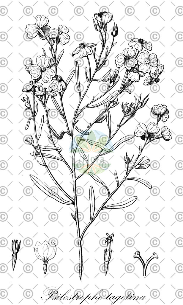 HistAbb_wfo-0000394655_1_ENZY_Simple | Historische Abbildung von Psilostrophe tagetina - Asteraceae | Historical Illustration of Psilostrophe tagetina - Asteraceae
