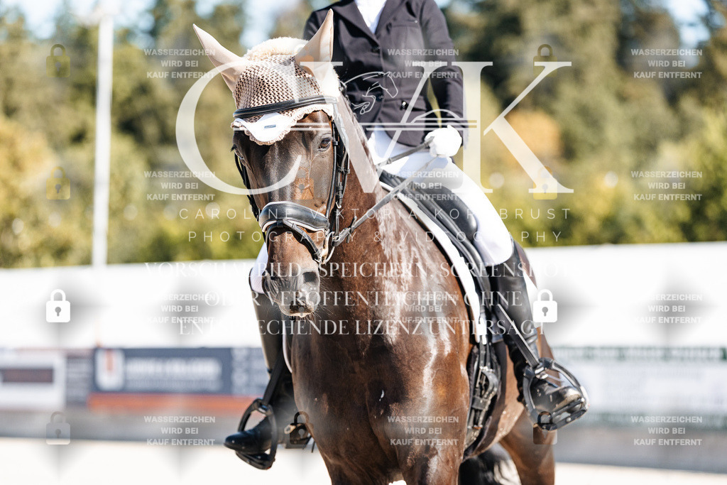 CK908469 | Turnierfotografie Pferdefotografie Trier Rheinland-Pfalz Pferdesport Reitsport Tierfotografie Sportfotografie Pferdevideo Pferdevideografie Equestrianvideography equestrianphotography  - Realisiert mit Pictrs.com