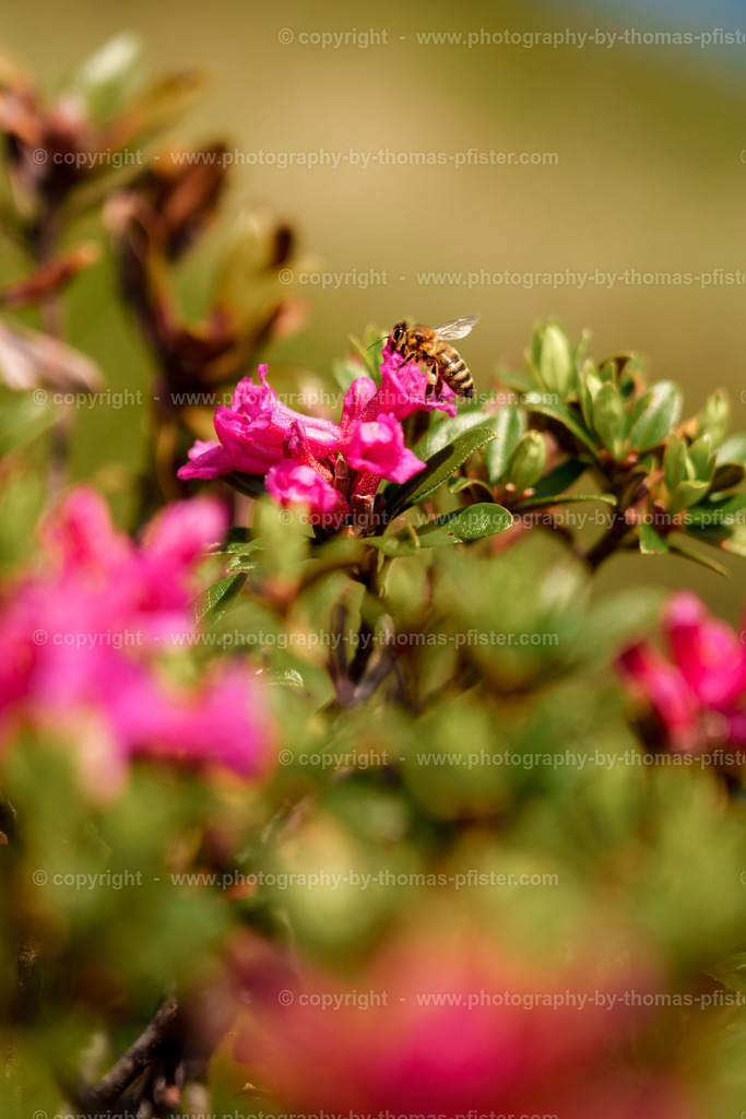 Biene auf Almrosen Höhenstrasse copyright  Thomas Pfister-2 | PHOTOGRAPHY BY THOMAS PFISTER