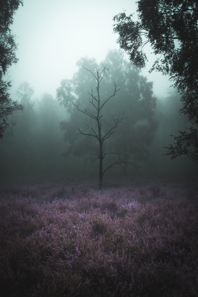 Baum im Nebel | Hier jetzt die schönsten Landschaft,Wetter und Tier als Wandbilder und vieles mehr zum günstigen preis bestellen, Der Fotograf aus Heiligenhaus - Realisiert mit Pictrs.com