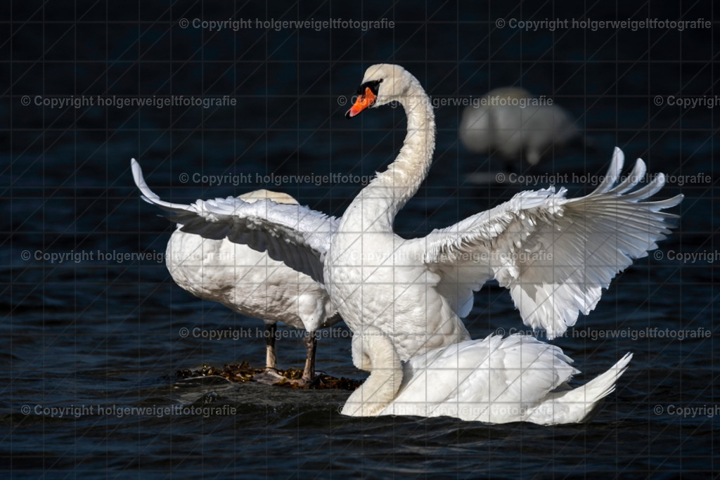 Schwan | Kaufen sie online außergewöhnliche Fotografien auf Leinwand Acrylglas Fotoprint Aludibond von holgerweigeltfotografie - Realisiert mit Pictrs.com