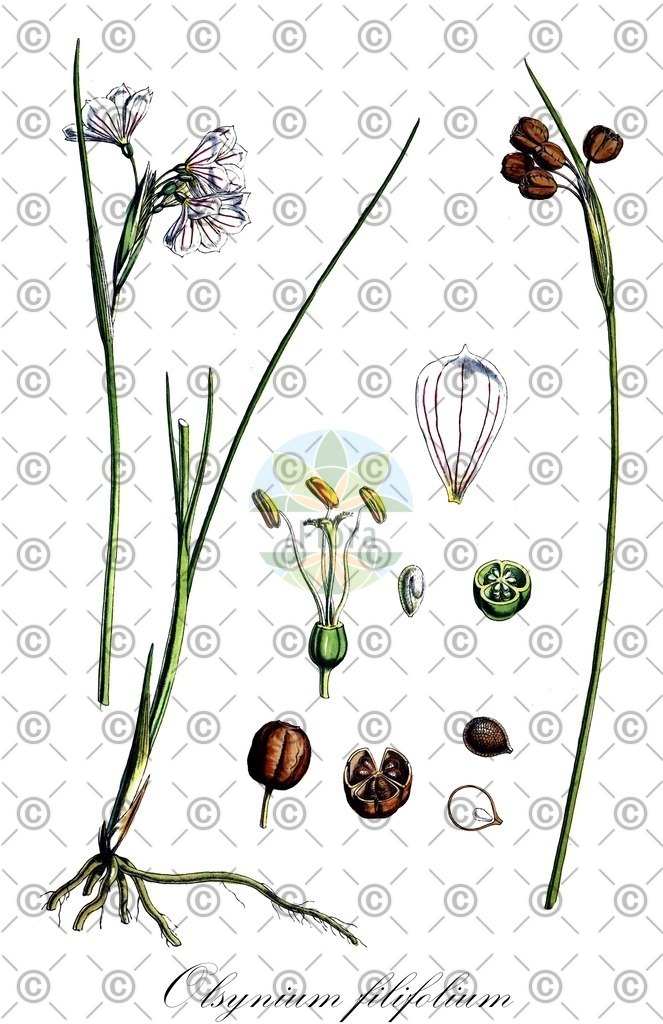 HistAbb_wfo-0001140455_2_ENZY_Simple | Historische Abbildung von Olsynium filifolium - Iridaceae | Historical Illustration of Olsynium filifolium - Iridaceae