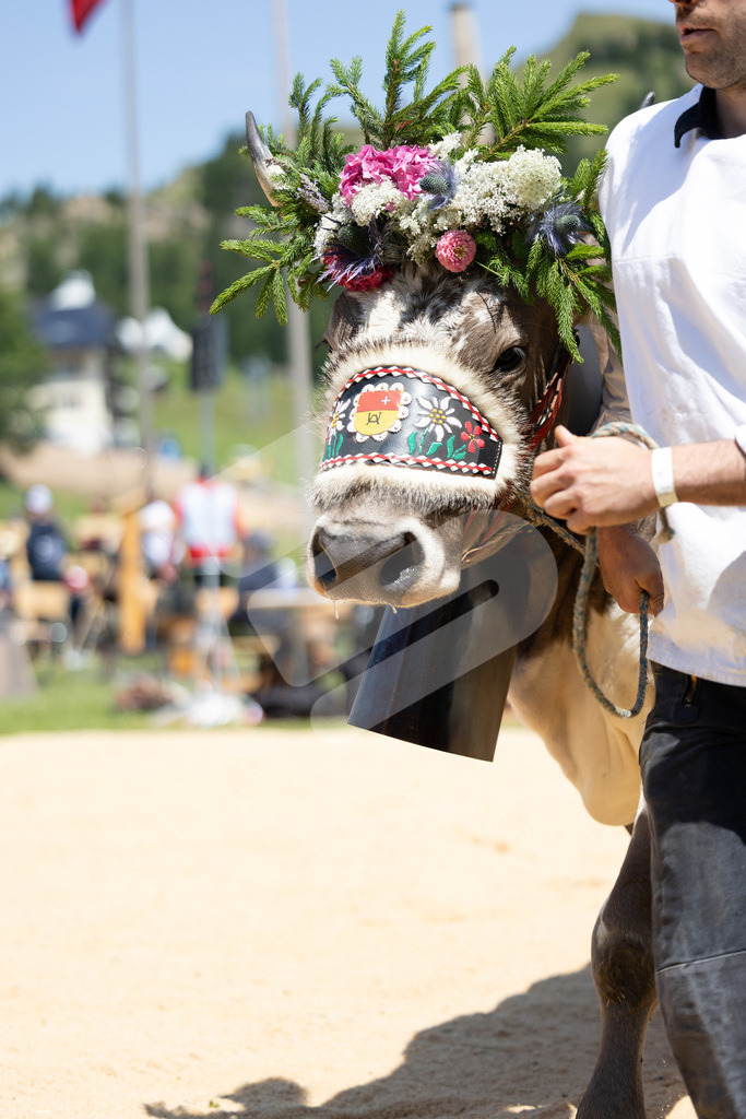 Rigi2025_2065 | Die Schwinger des Schwyzer Kantonalen Schwingerverbandes: Fotos, die Dynamik und Leidenschaft festhalten, sowie emotionale Momente aus dem traditionellen Schwingsport zeigen. - Realisiert mit Pictrs.com