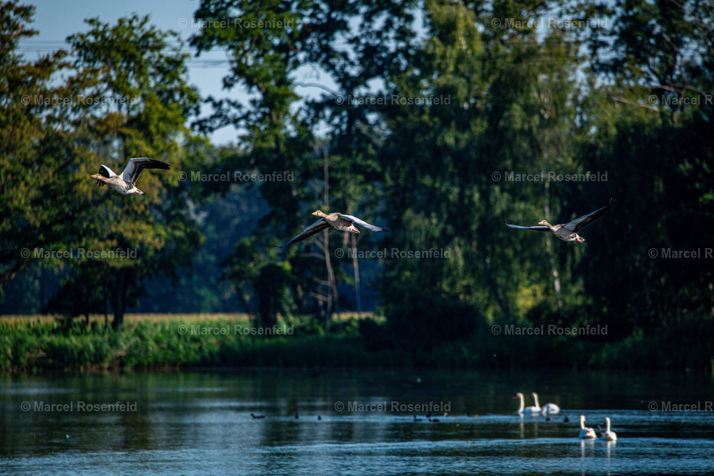 _DSC8126 | foto-rosenfeld