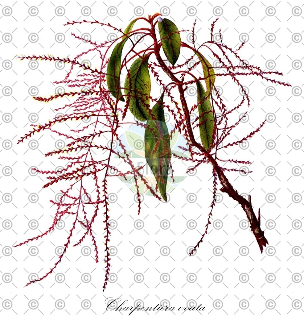 HistAbb_wfo-0000840578_1_SIMPLE | Historische Abbildung von Charpentiera ovata - Amaranthaceae | Historical Illustration of Charpentiera ovata - Amaranthaceae