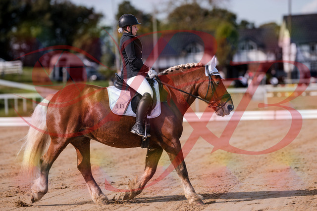 2026_10_03_Siefer-Hof_114106_Z81_84030545 | Professionelle Reitsport-, Turnier- und Eventfotografie von Robert Broda. Galerien mit ausgewählten und bearbeiteten Bildern direkt online ansehen und bestellen.