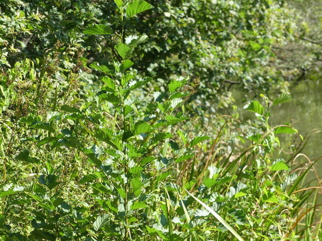 Schwarzerle 2 | Verkauf von Fotos und  Videoclips zumThema Natur.Motive sind Pflanzen, Tiere, Landschaftenund Wetter - Realisiert mit Pictrs.com