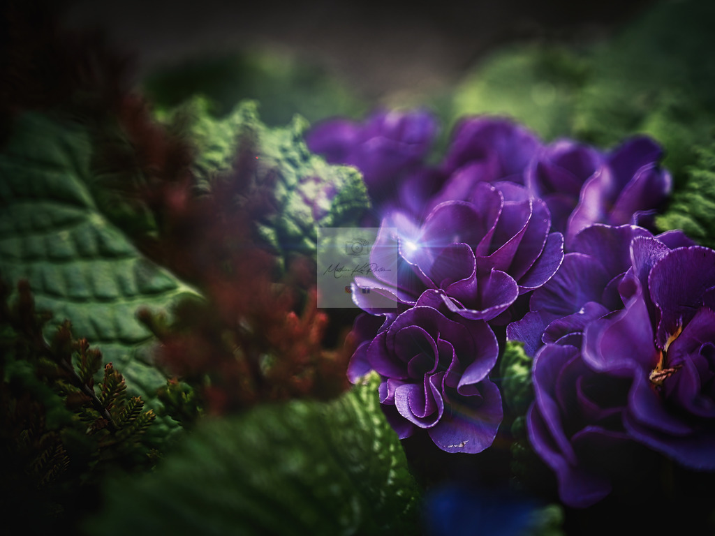 Makro - floral (96) | Buche Fotoshootings und entdecke hochwertige Fotoprodukte bei Mathias Ku Photos. Personalisiert, kreativ & mit Liebe zum Detail. Jetzt informieren! - Realisiert mit Pictrs.com