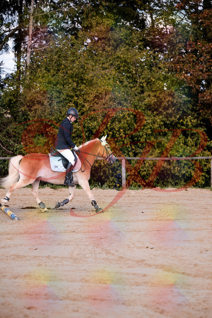 2026_10_03_Siefer-Hof_145426_Z81_34535530 | Professionelle Reitsport-, Turnier- und Eventfotografie von Robert Broda. Galerien mit ausgewählten und bearbeiteten Bildern direkt online ansehen und bestellen.