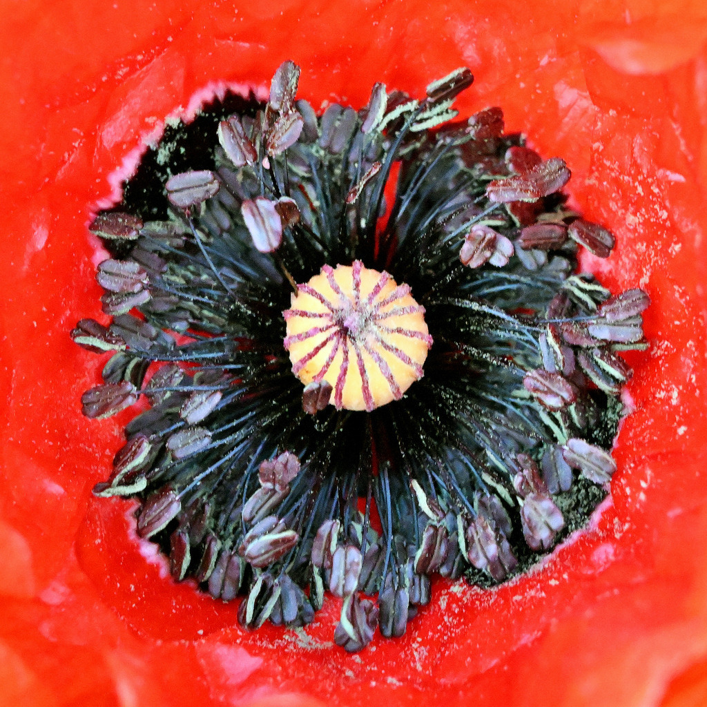 Klatschmohn01q-9 | lucisnaturbilder - Realisiert mit Pictrs.com