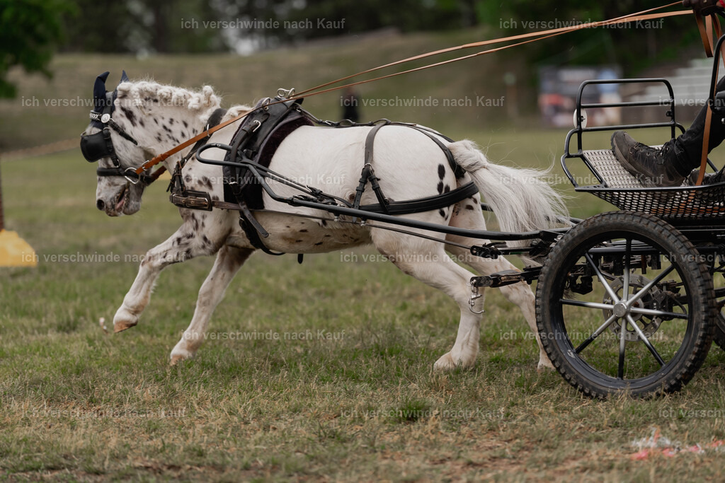 Showprogramm-510 | working equitationturnier fotograf videograf stoibphotography marixx film working equitation deutschland reitsport turnierfotografie eventfotografie equestrian events
