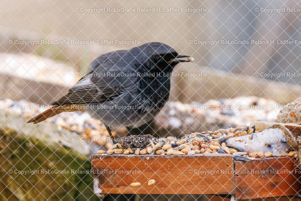 Wildvögel_13 | Singvogel in freier Natur im Garten - Realisiert mit Pictrs.com
