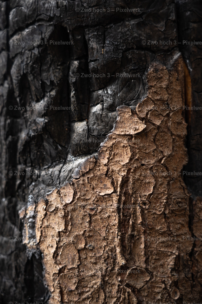 Obere_Affensteinpromenade_Wespenturm_Baumstamm_Rinde | 2022-09-02_Waldbrandgebiete_2 - Realisiert mit Pictrs.com