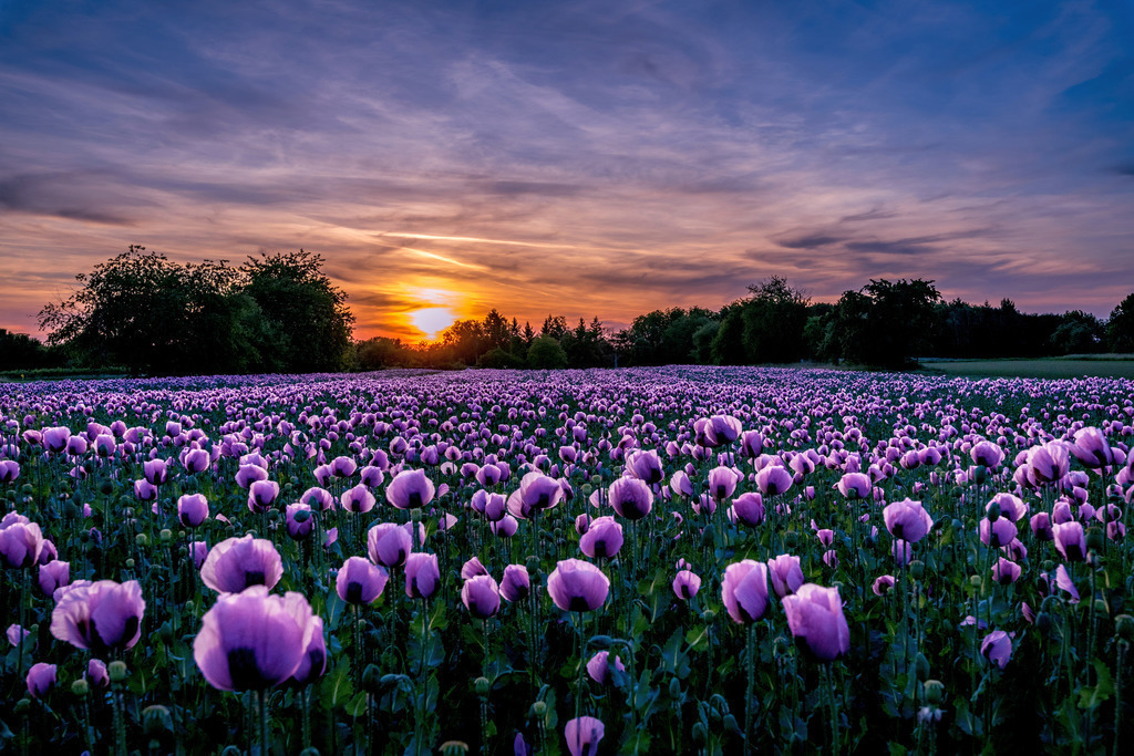 Schlafmohn in voller Blüte | Riesiges Schlafmohnfeld (auch Blaumohn genannt) - Realisiert mit Pictrs.com