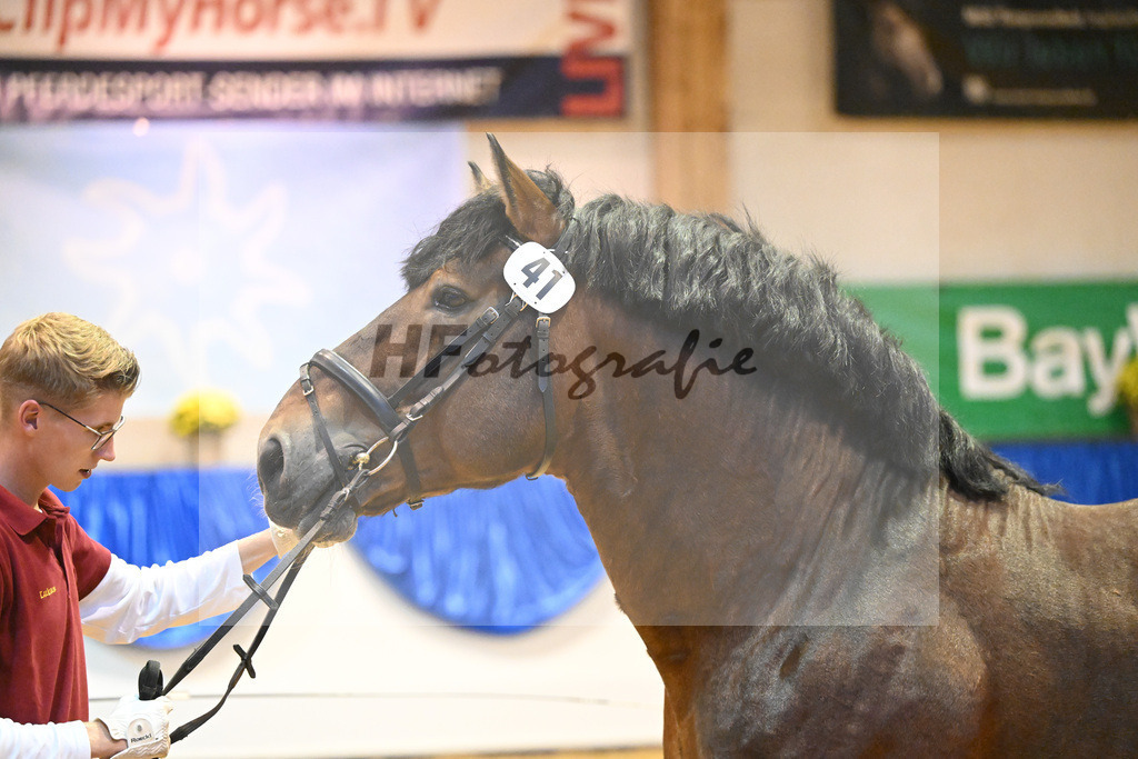 Kat-Nr. 41 Heidjer II_Kaufmann_53221239 | hf-fotografie - Realisiert mit Pictrs.com
