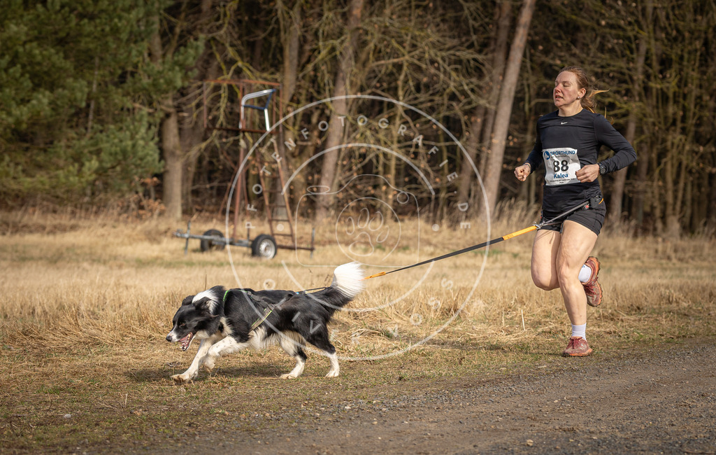 DV3A3896 | Hundefotografie, Tierfotograf, Pfotenfotografie, Fotoshooting Hund, Hunde Portrait, Hundesport, Hundeportraits, Heideshooting, Hunde, Sportfotograf, Hundefotograf, Turnierhundsport, THS,  - Realisiert mit Pictrs.com