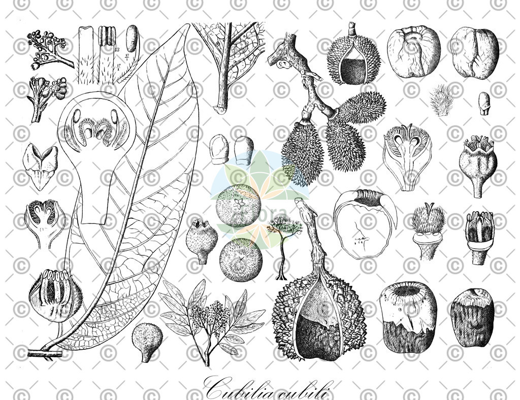 HistAbb_EMP_18481_2_FLORAD_SIMPLE | Historische Abbildung von Cubilia cubili - Sapindaceae | Historical Illustration of Cubilia cubili - Sapindaceae