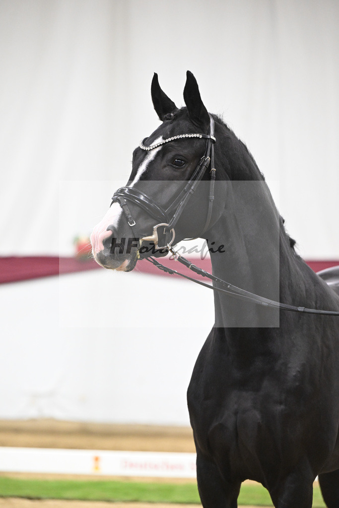 Kat-Nr. 130 Don Romance x Christ_Corinna Raedecke_47254098 | hf-fotografie - Realisiert mit Pictrs.com