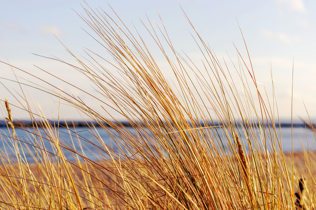 Akustikbild: Strandhafer am Sandstrand | Dieses Akustikbild im Querformat zeigt Strandhafer am Sandstrand in Nahaufnahme. Durch die Bewegung der Strandhaferhalme im Wind ergibt sich eine leichte Bewegungsunschärfe, die das Bild interessant macht. Im Hintergrund ist in der Unschärfe das Meer sowie der hellblaue Himmel zu erkennen. Das warme Beige des Strandhafers bringt Wärme in dein Zuhause und sorgt für eine wohnliche Wohlfühlatmosphäre. Sie möchten Ihre Wände dezent aber stilvoll und elegant dekorieren? Dann kaufen Sie sich dieses maritime Wandbild. Es ist auf Leinwand, Aluminium-Platte, Acrylglas oder als Holzdruck erhältlich. Die Wandbilder werden individuell für Sie in vielen Abmessungen produziert. Daher passen die Ostseekult Wandbilder immer perfekt an Ihre Wände. - Realisiert mit Pictrs.com