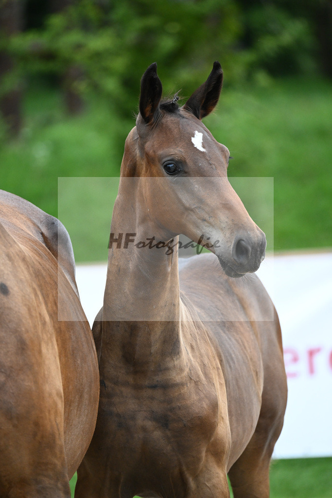 Kat-Nr. 10 HF Bonds_ZG Hoehnl u Prummer_25230143 | hf-fotografie - Realisiert mit Pictrs.com