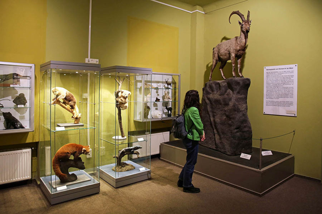 Foto: Leipzig - Naturkundemuseum Leipzig | Das Team hinter BILDLEXIKON LEIPZIG bündelt historische wie aktuelle Informationen über die Stadt Leipzig in Text und Bild auf einer Plattform und stellt diese der interessierten Öffentlichkeit zur Verfügung.