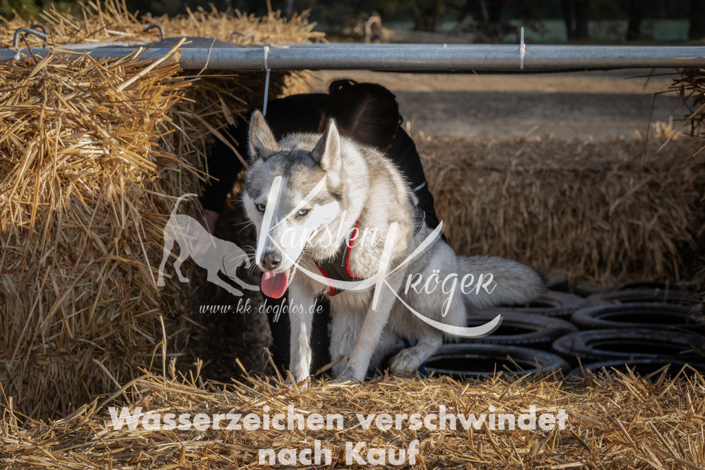 0953_ZZ95281 | kk-dogfotos