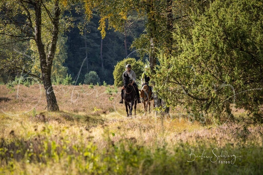 DdLH-WehlenerHeide_2025-09-20_89 | Fotografie, Veranstaltungs-Fotografie, Pferde-Fotografie, Landschafts-Fotografie, Reise-Fotografie - Realisiert mit Pictrs.com