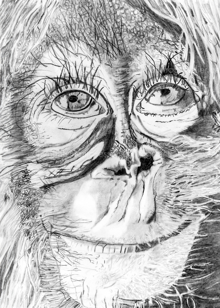 Bleitstiftzeichnung Orang Utan | Graphitzeichnung eines Orang Utan Gesicht. Der Affe schaut nach oben und macht eine erstaunten Gesichtsausdruck. 