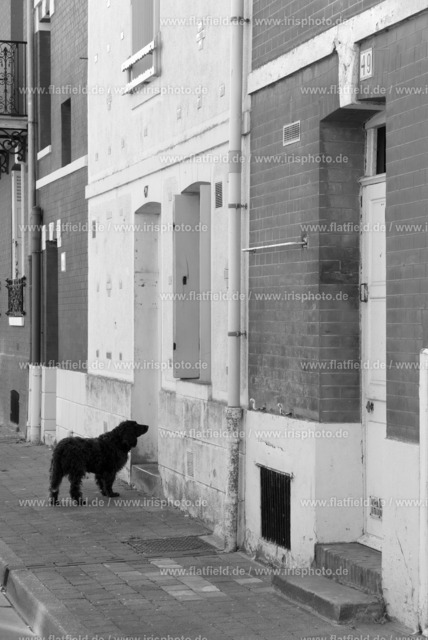 Hund wartet auf Herrchen | Gesehen in der Normandie / Treport