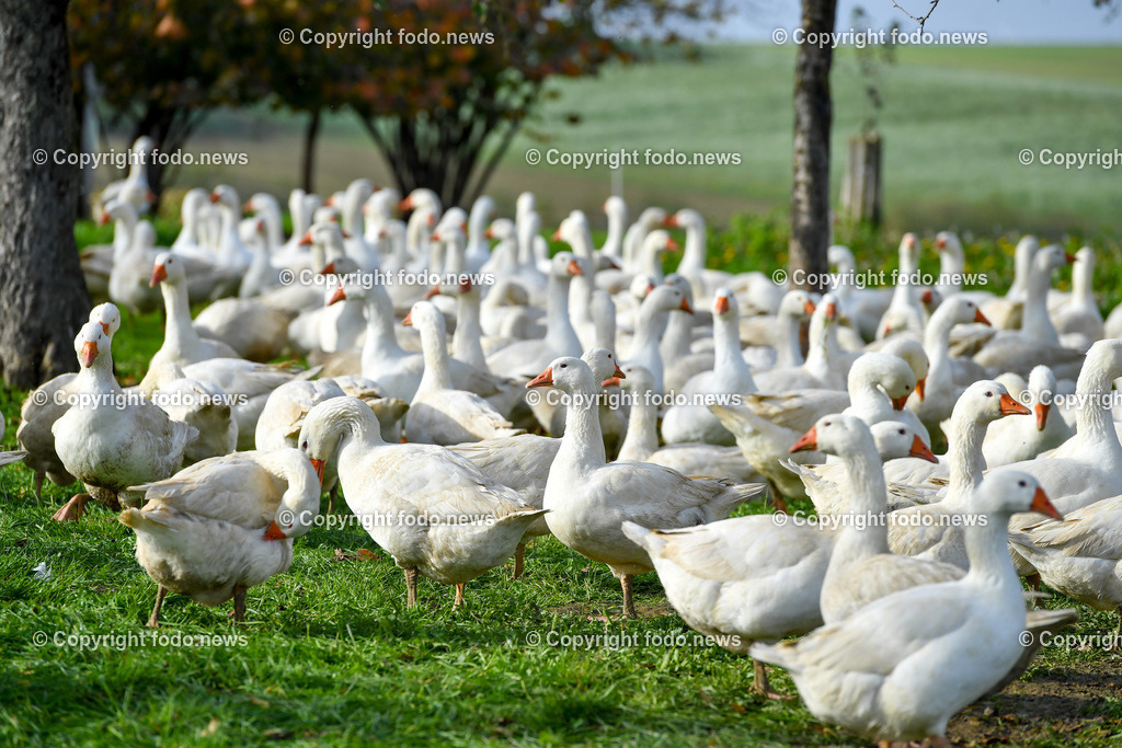 Ganslhof Hebesberger_ Weidegänse_ 01.11.2022-20 | 01.11.2022, Nussbach, AUT, Ganslhof Hebesberger, Weidegaense, im Bild Weidegaense, Weidegänse, Gans, Gänse, Martinigaense, Martinigans, Weide, Landwirtschaft