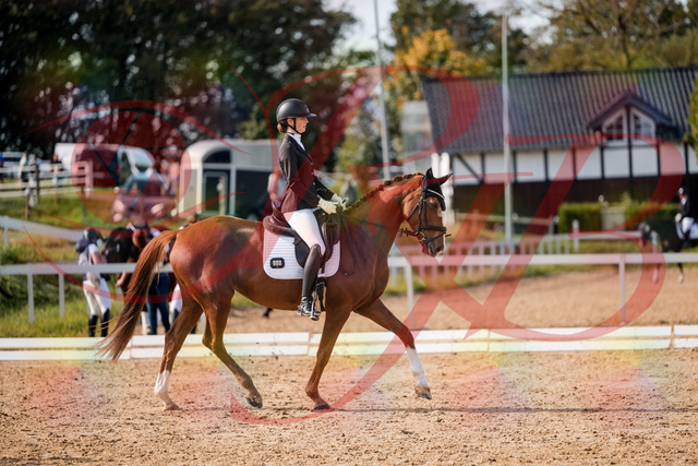 2026_10_03_Siefer-Hof_132756_Z63_87410997 | Professionelle Reitsport-, Turnier- und Eventfotografie von Robert Broda. Galerien mit ausgewählten und bearbeiteten Bildern direkt online ansehen und bestellen.