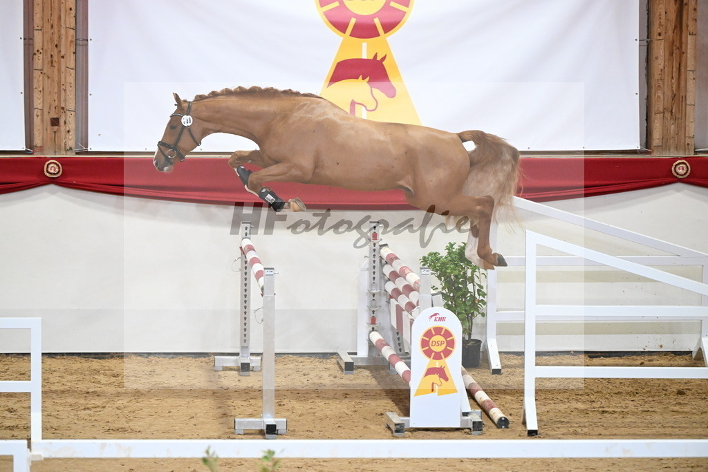 Kat.-Nr. 38 v. Tangelo van de Zuuthoeve_Spenrath_2251302 | hf-fotografie - Realizzato con Pictrs.com