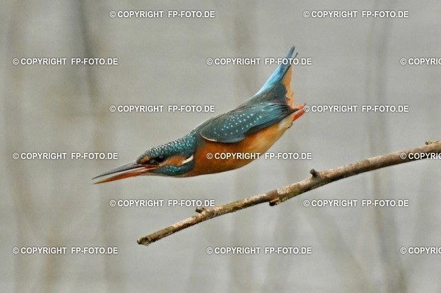 +Eisvogel_368 | FP-Foto.de - Realisiert mit Pictrs.com
