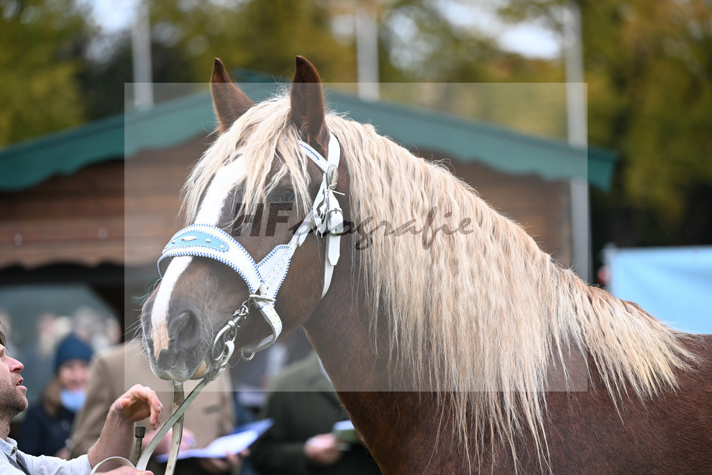 Kat-Nr. 23 Edelfee v. Vestus_Strauss_41250579 | hf-fotografie - Realizzato con Pictrs.com