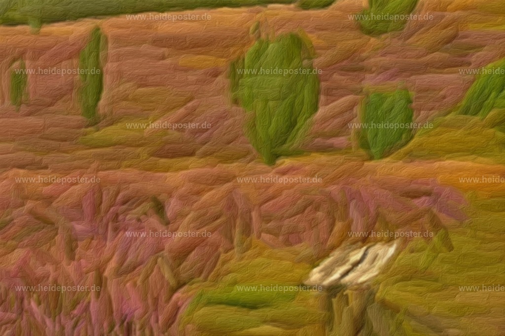 brushed_04-2005_heide_bank_06-b | Poster aus der Lüneburger Heide - Realisiert mit Pictrs.com