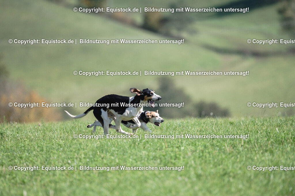 20251011_Jagd-Marbach_0383 | Foto: Thomas Hartig