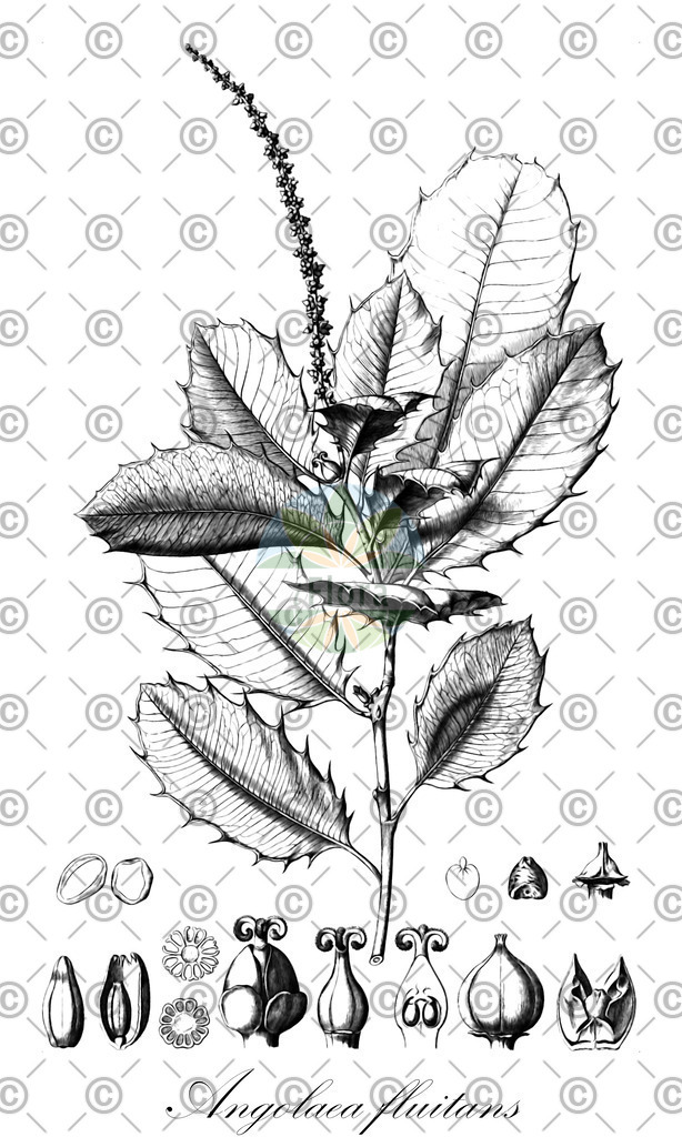 HistAbb_wfo-0000536542_533_ENZY_Simple | Historische Abbildung von Angolaea fluitans - Podostemaceae | Historical Illustration of Angolaea fluitans - Podostemaceae