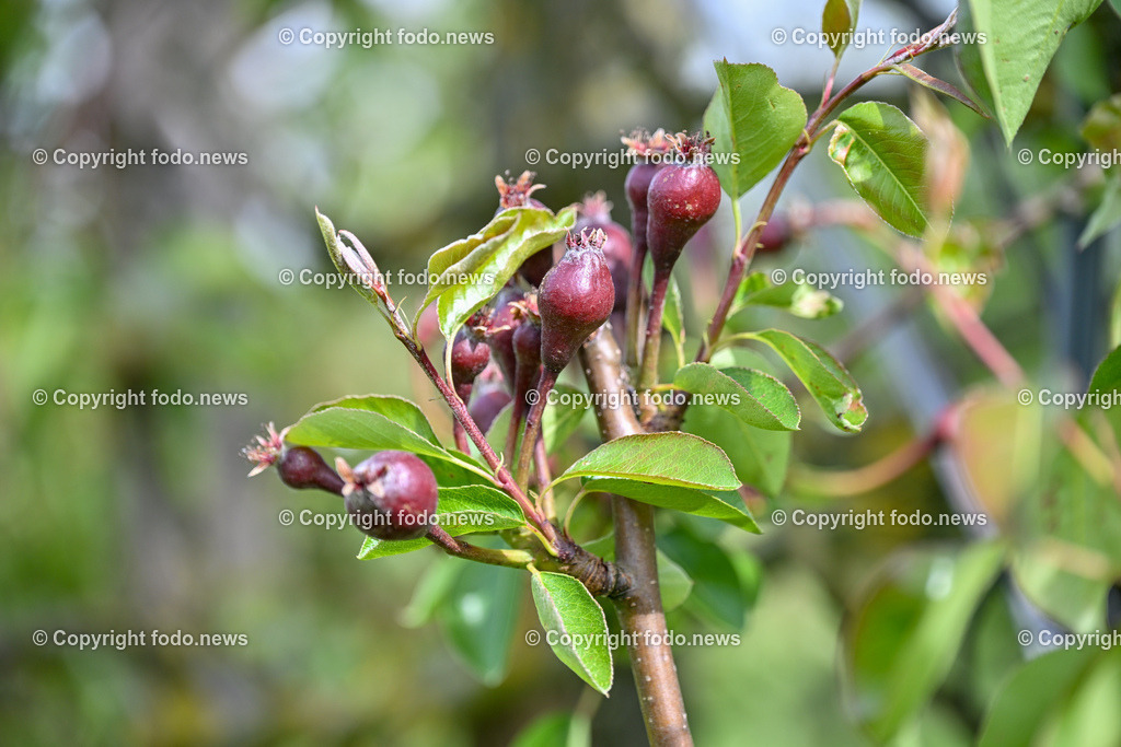 Thening_ Obstbauer Hirschvogel_ 07.05.2024-2 | 07.05.2024, Thening, AUT, Obstbauer Hirschvogel, im Bild Birnenknospen