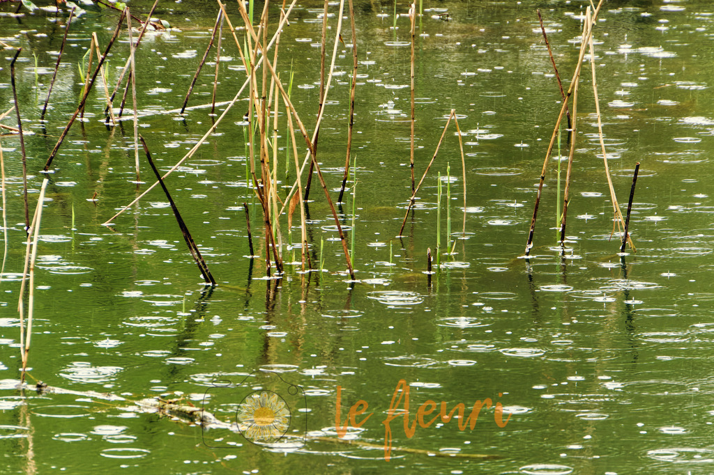 DSC_0272-NEF_DxO_DeepPRIME (2) | Dies ist der Shop von Florian Blum - le fleuri. Langenthal, Bern, SchweizSie können hier meine oder ihre eigenen Fotos als Fotoprodukte kaufen. Tassen, Schlüsselanhänger, Taschen etc. können Sie hier gestalten.  - Realisiert mit Pictrs.com